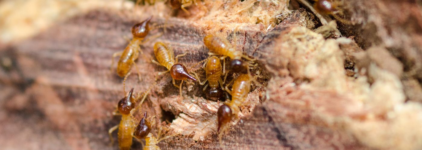 termiticidal-pest-control-management-services-sydney-termite-infestation-hero2