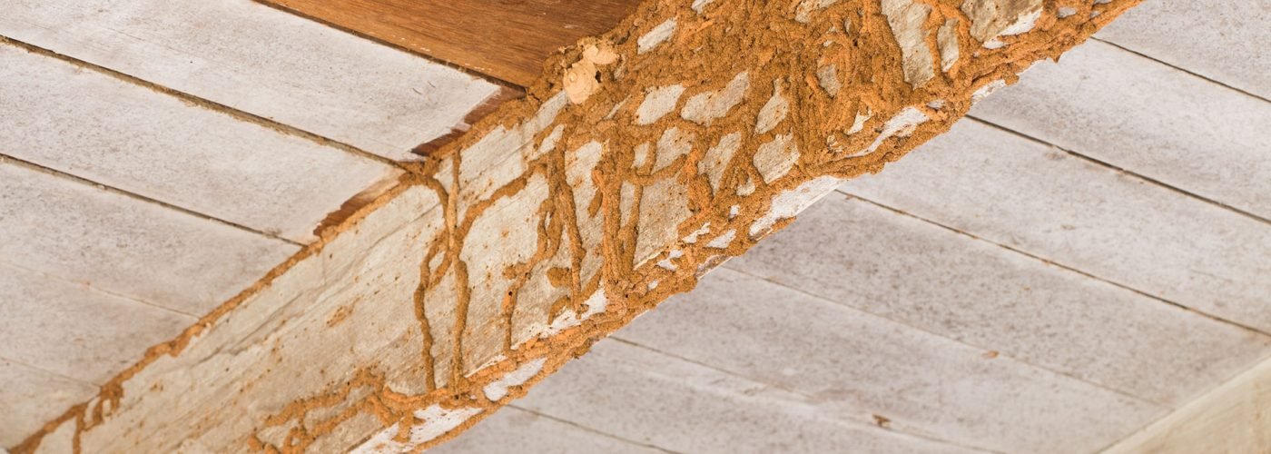 termiticidal-pest-control-management-services-sydney-termite-inspection-hero2